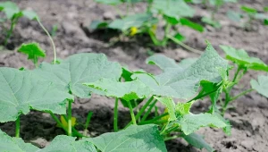 Nie marnuj miejsca w warzywniku. Idealne przedplony do ogórków