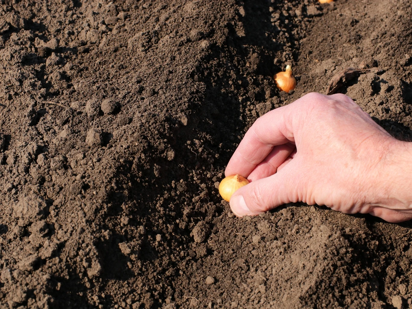ręka umieszczająca żółtą cebulkę w luźnej, ciemnej ziemi, w tle widoczne kolejne cebulki gotowe do sadzenia
