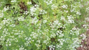 Kolendra siewna – wszystko o uprawie, zbiorze i właściwościach zdrowotnych