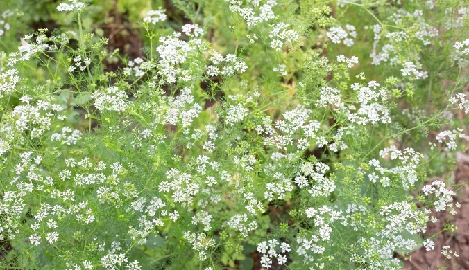 W przemyśle spożywczym nasiona kolendry służą do aromatyzowania pieczywa, wędlin i alkoholi
