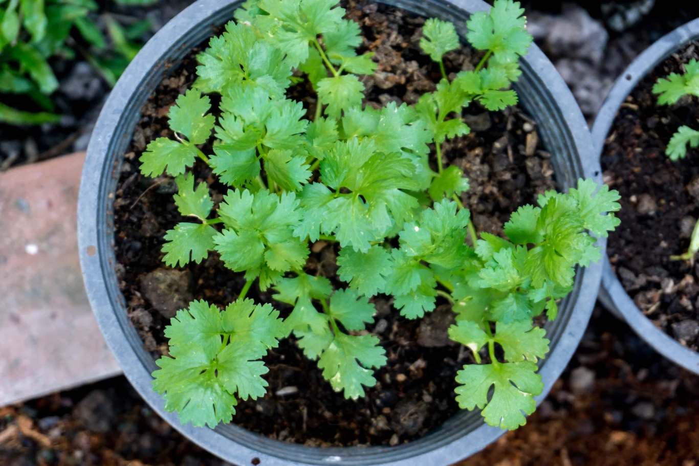 Młode, zielone liście kolendry rosnące w okrągłej doniczce z ciemną ziemią ogrodową.