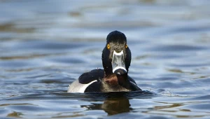 Czerniczka nie gniazduje w Polsce, w odróżnieniu od czernicy
