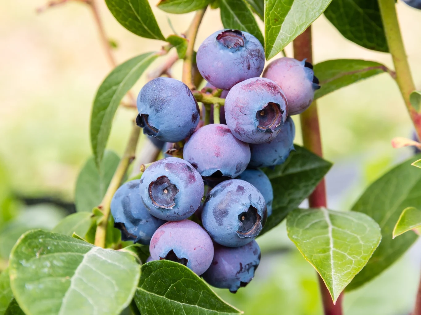 Owoce borówki amerykańskiej otoczone zielonymi liśćmi na tle rozmytego ogrodu.