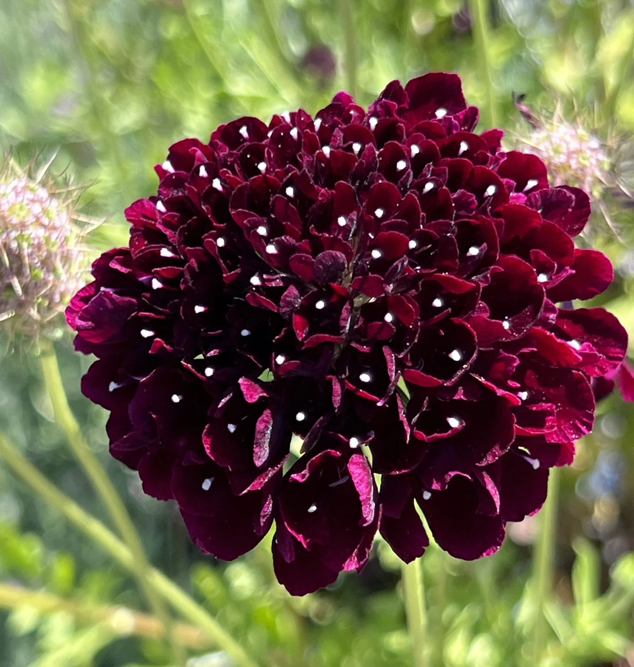ciemnofioletowy kwiat z gęstymi, aksamitnymi płatkami na tle rozmytych zielonych łodyg i delikatnych pąków