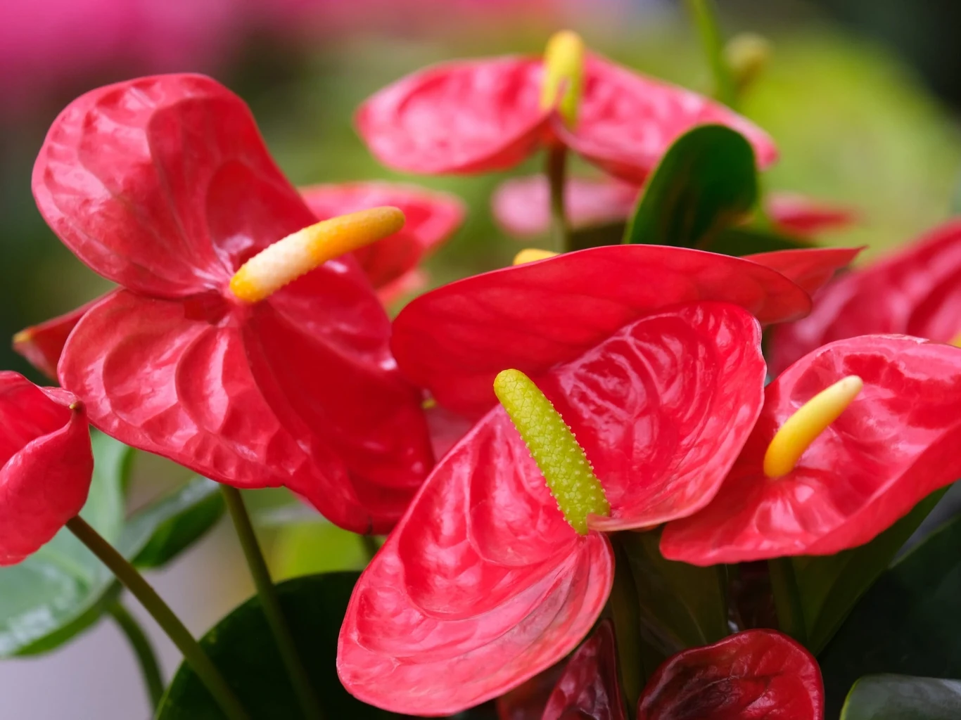 Jaskrawo czerwone kwiaty anturium z charakterystycznymi żółtymi i zielonymi kolbami, otoczone ciemnozielonymi liśćmi, dominujące na pierwszym planie kadru.