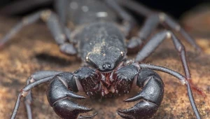 Biczykoodwłokowiec należy do najstarszych pajęczaków