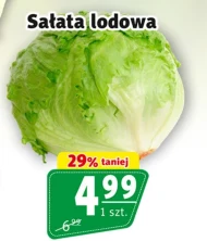 Sałata lodowa