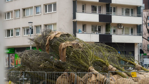 kilka dużych drzew w bryłach korzeniowych owiniętych jutą leży za metalowym ogrodzeniem na tle miejskiego bloku mieszkalnego