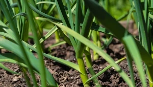 Główki czosnku wielkości pięści? Już w kwietniu podsyp grządki