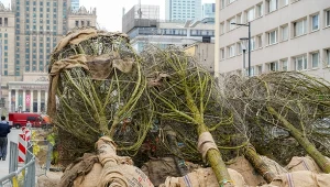 10-metrowe wiązy dotarły do Warszawy z niemieckiej szkółki. Miasto argumentuje, że w polskich szkółkach trudno o takie rośliny