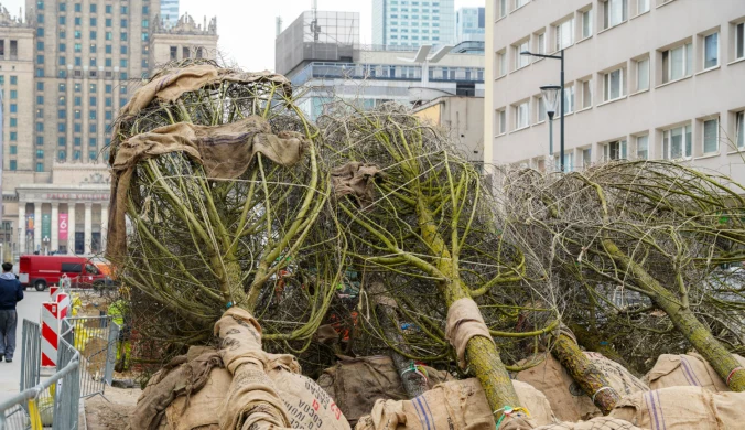 10-metrowe wiązy dotarły do Warszawy z niemieckiej szkółki. Miasto argumentuje, że w polskich szkółkach trudno o takie rośliny