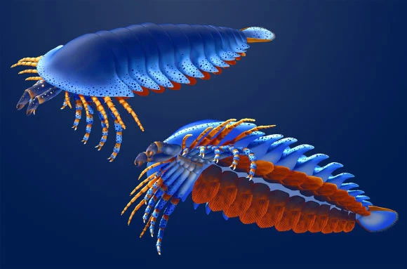 Dwa prehistoryczne stawonogi o segmentowanych, opływowych ciałach pokrytych niebieskimi i pomarańczowymi płytkami, z wyraźnie widocznymi odnóżami i czułkami skierowanymi do przodu, unoszące się w wodzie na ciemnym tle.