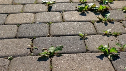 Chwasty na kostce brukowej