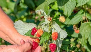 Doświadczeni ogrodnicy dokładnie wiedzą, jak zadbać o maliny, by zbierać kilogramy owoców