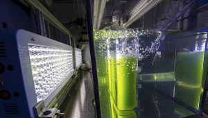 Dlaczego właśnie mikroglony? Choć są niewidoczne podczas intensywnej fotosyntezy pochłaniają dwutlenek węgla i produkują tlen