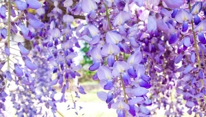 Fioletowe kaskady jak z rajskiego ogrodu. Kiedy sadzić wisterię?