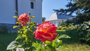 Wiosną od serca sypnij pod róże. Sąsiedzi zzielenieją z zazdrości