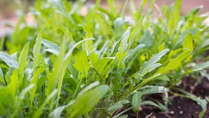 Rukola może zniknąć po kilku tygodniach. Ta odmiana rośnie znacznie dłużej