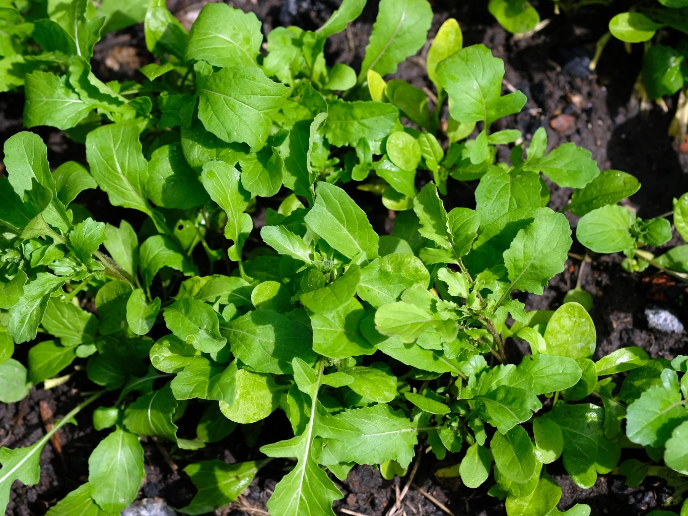 zielone liście rukoli rosnące w gęstych kępach na żyznej ziemi ogrodowej