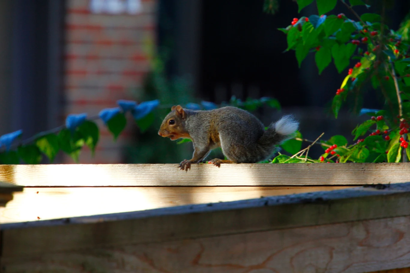 wiewiórka siedząca na drewnianym płocie, otoczona zielonymi liśćmi i czerwonymi owocami