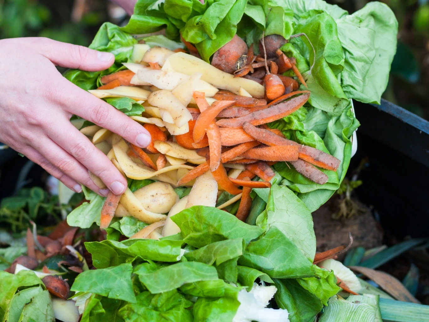 Ręka trzymająca zbiór obierek warzywnych i liści sałaty, które trafiają na kompostownik.