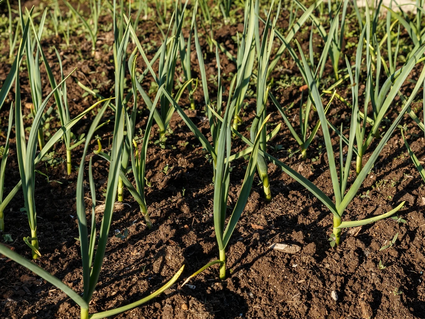 Rzędy młodych roślin czosnku, rosnące na dobrze uprawionej, grządce w ogrodzie.