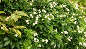 Tworzy gęsty żywopłot, który nie wymaga cięcia. Krzew pachnie cytrusami