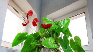 Kilka plastrów zdziała cuda dla anturium. Zakwitnie jak w bajce