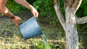 Nawozem kurzym możemy zasilać m.in. drzewa owocowe.