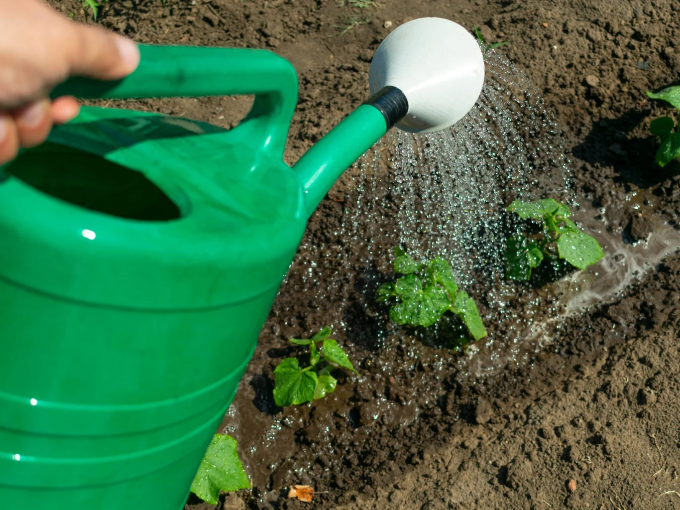 zielona konewka podlewająca młode ogórki na grządkach w wilgotnej, uprawianej glebie