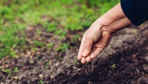 Warzywa uprawiane w kwietniu. Co siać do gruntu, a co na rozsadę