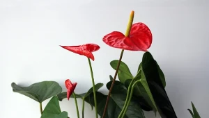 Kilka plastrów zdziała cuda dla anturium. Zakwitnie jak w bajce