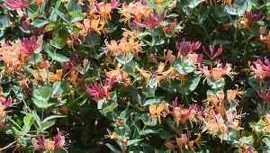 Wiciokrzew to roślina, która obejmuje ponad 100 gatunków