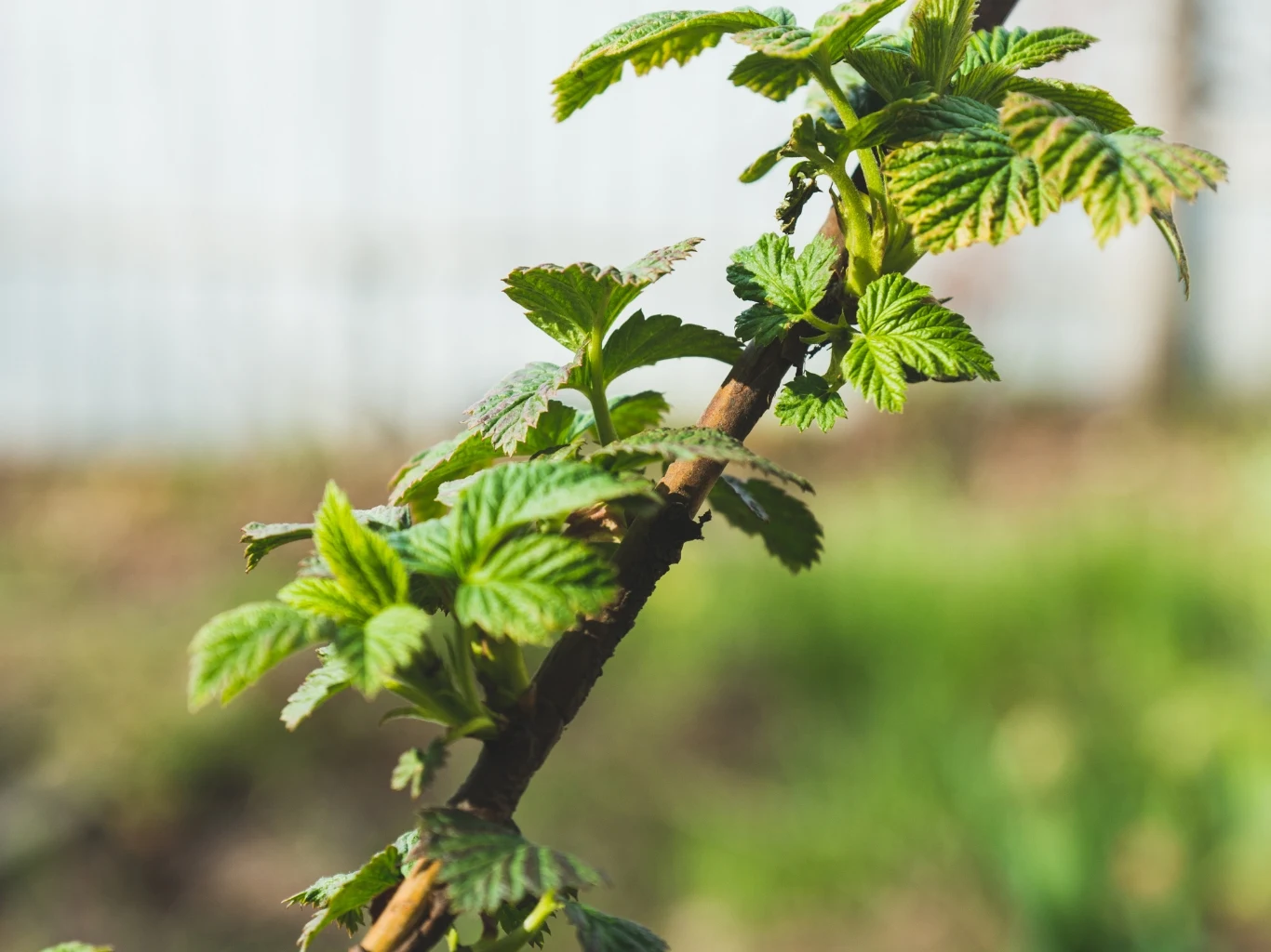 młode zielone liście wyrastające z cienkiej gałązki maliny na tle rozmytego ogrodu