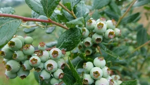 Chcesz zbierać wiadra borówek? Posadź tuż obok krzewu