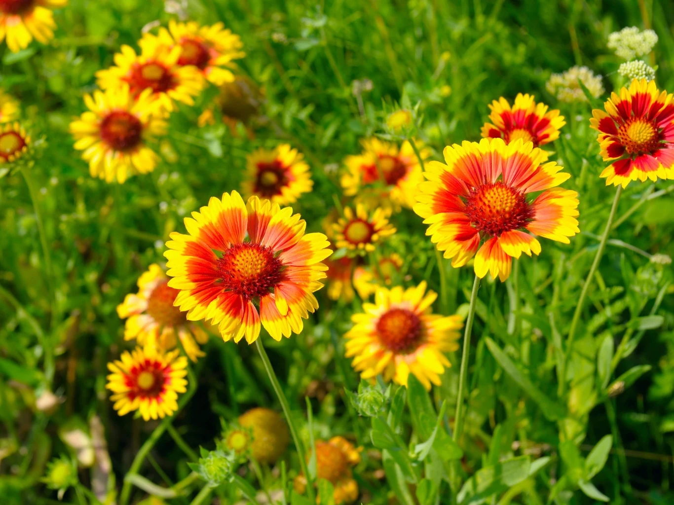 Kolorowe kwiaty dzianwy o żółtych płatkach z czerwonym środkiem rosnące wśród zielonych liści na tle bujnej łąki.