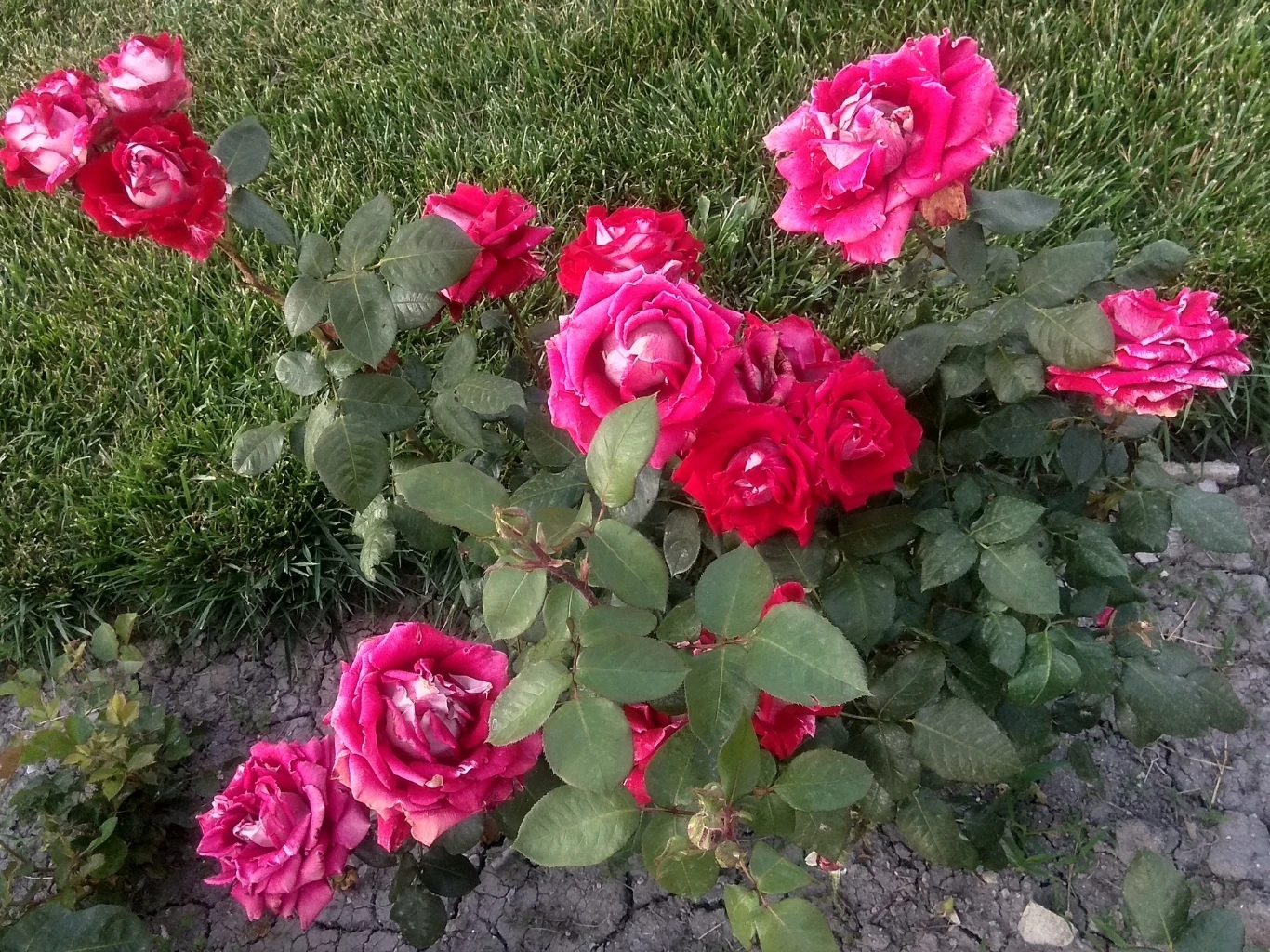 krzew róż z licznymi intensywnie różowymi kwiatami na tle zielonego trawnika i ziemi