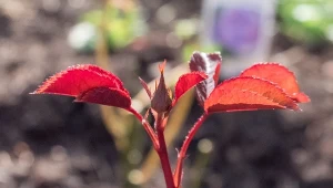 Czym karmić królową ogrodu? Kluczowe zasady nawożenia róż