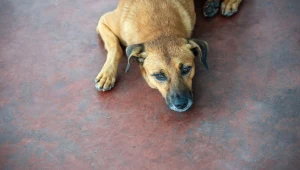 W Brazylii przyjęto przepisy mówiące o opiece nad zwierzętami domowymi w razie rozwodu