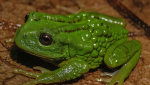 Odkryto żabę, która przenosi skrzek w kieszeni na plecach