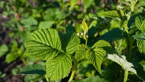 Słodkie maliny bez robaków. Syp solidne pod krzaki do połowy kwietnia