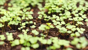 Koniec z corocznym siewem. Zrywasz cały czas, jest superzdrowa