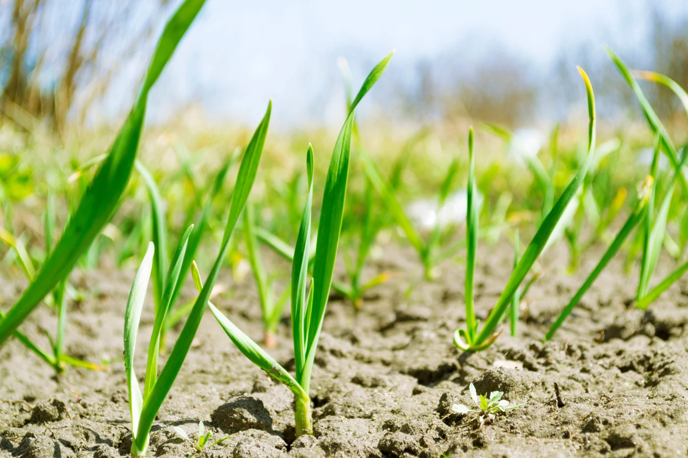 Czym najlepiej nawozić czosnek na wiosnę? Jakiego nawozu użyć? Młode pędy czosnku wyrastające z wilgotnej ziemi, w tle rozmyty krajobraz, temat wiosennego nawożenia.