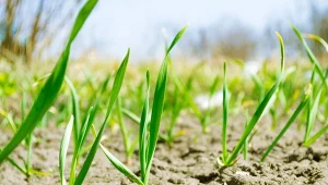Zapomnij o oborniku w kwietniu. Czosnek potrzebuje teraz czegoś innego
