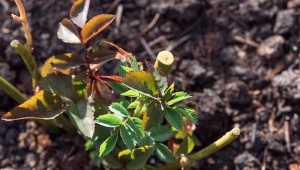 Wiosną rozsypuj pod różami. Będziesz mieć kwiaty jak w królewskim ogrodzie