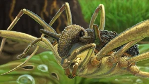 Kosarz Balticolasma wunderlichi został znaleziony w bursztynie sprzed 35 mln lat