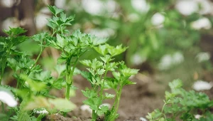 Nasiona pietruszki nie chcą ruszyć? 3 kroki przyspieszają wschody