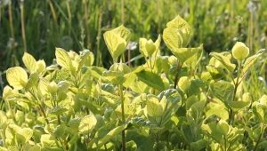Hortensja będzie uginać się od kwiatów. Wystarczy jej odżywka z kefiru