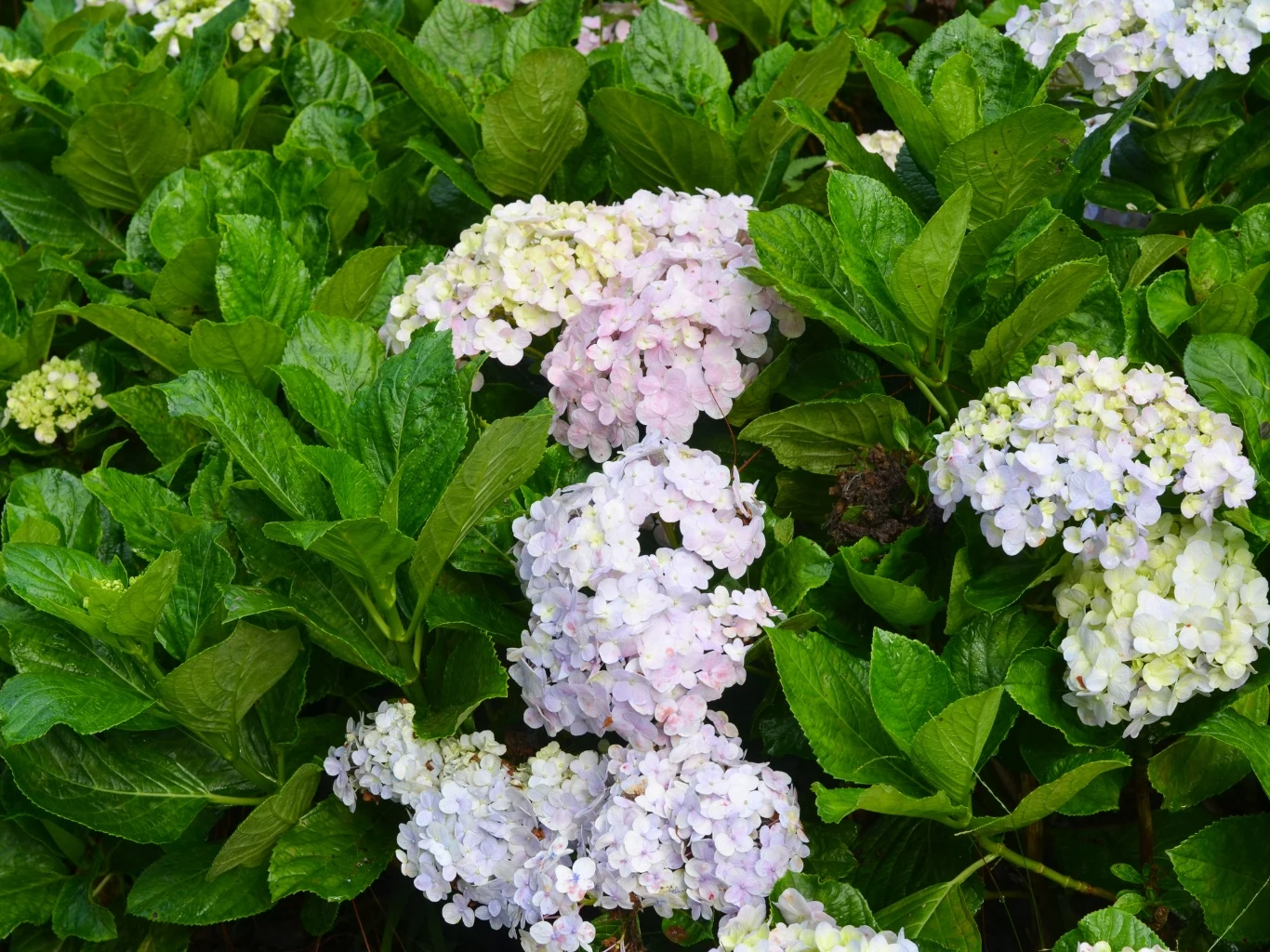 jasnofioletowe i białe kwiatostany hortensji otoczone bujnymi, soczyście zielonymi liśćmi