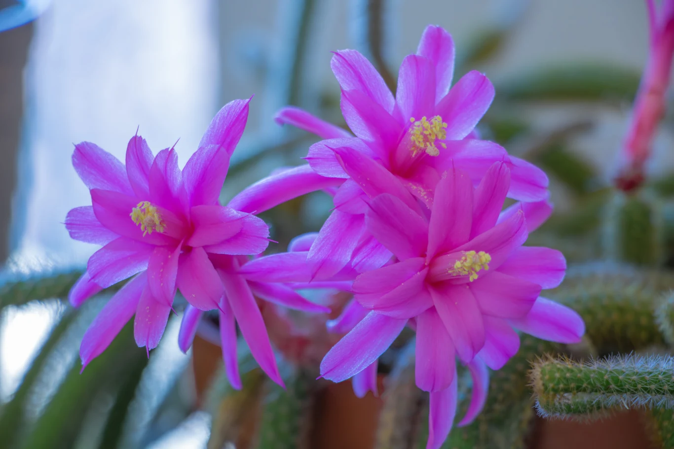 Aporocactus flagelliformis to jeden z najciekawszych kaktusów uprawianych na parapetach. Z uwagi na swój wygląd jest nazywany "szczurzym ogonem" Szczurzy ogon (ang. rat tail cactus) zachwyca zwisającymi pędami i pięknymi, neonoróżowymi kwiatami.